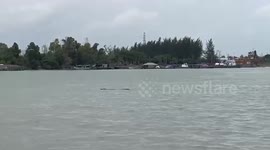 Schoolgirl, 8, missing after crocodile snatches her from riverbank in Indonesia