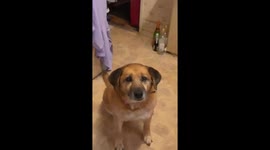 My dog Chloe failing to catch a treat in slowmo