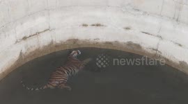 Tiger and boar fall into well after chase goes awry, animals then wait together to be rescued