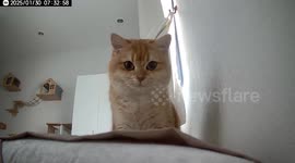 Pet cat baffled by family's new CCTV cameras
