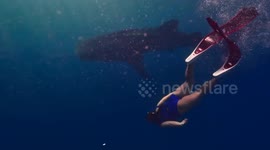 Whale shark photobombs freediver's underwater swimming video