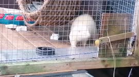 Dave the Ferret fails to get the ball down the hole