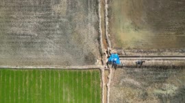 Chinese experts help Guinea-Bissau farmers harvest high-quality rice