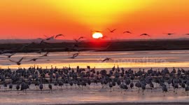 Birds fly at sunrise at Yellow River Valley in NW China