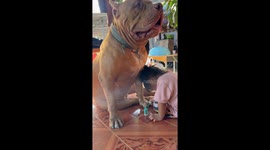 Nice, paw-dicure! Pet pit bull sits still while toddler paints her nails bright colours