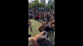 Hundreds of pet Golden Retrievers join event in park in Taiwan