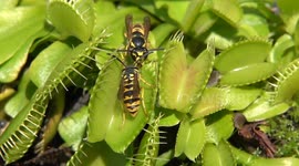 Venus Flytrap Catches Yellow Jackets