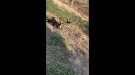 Sausage Dog Tumbles Sideways Down Slope