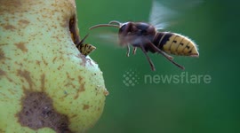 European Hornet Bites Yellow Jackets