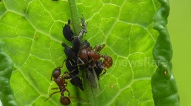 Ants Tending Aphids