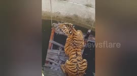 While hunting wild boar, the tiger fell into the well, the forest department team carried out the rescue by hanging a cot in the well and pulling it with a crane in Madhya Pradesh