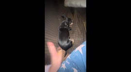 Exclusive- Stubborn snuggles: Dog refuses to take no for an answer