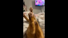 Orange Cat Unlocks New Juno Pose