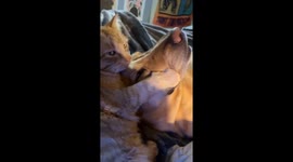 Cat Loves His Dog