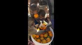 Feeding Oranges to Wild Monkeys