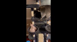 Raccoon Upset At Hairless Cat