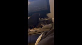 Older Dog Wants Puppy Snuggles