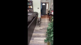 Dog Peed On Fake Christmas Tree