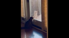 House Cat Comes to Face-to-Face With Baby Bobcat