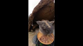 Brave Hedgehog Takes RC Cat Food