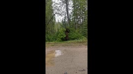 Black Bear Scratches Itch With Tree