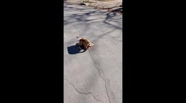Bulldog Puppy Learns to Skateboard
