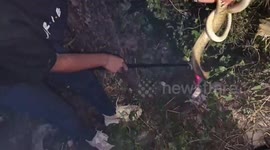 Rat snake rescued after getting head trapped inside discarded beer can