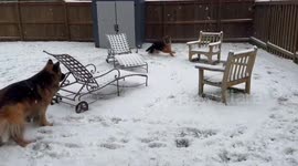 Excited pet dogs chase each other in the snow in Washington