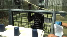 Chimps know when humans are struggling with puzzles and tell them the answers, researchers find