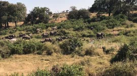 Visiting Kruger National Park and witnessing hundreds of elephants in their natural habitat is a breathtaking experience