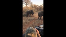 Play fighting baby elephants leaving jeep of tourists just metres away in awe