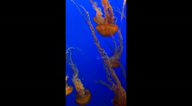 Jellyfish glide through the water with a graceful, almost hypnotic fluidity