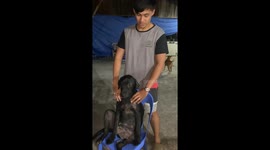 Pet dog receives a massage like a boss