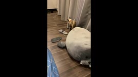 Pet Siamese cat hilariously drags sea lion-shaped pillow around house
