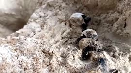 Tourists help to release 125 hawksbill turtles back into sea in Thailand