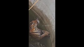 Tiger stranded in well rescued with wooden logs