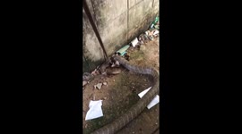 Huge 16ft cobra caught beside house in Thailand