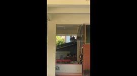Troop of wild monkeys invade apartment in Thailand