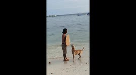 Surf's pup! Pet dog rides skimboard across waves