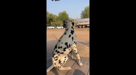 Dalmatian adorably runs over to bus to meet pupil coming home from school
