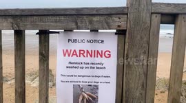 Socrates poison plant washes up on North Cornwall beaches, dogs died and ill from Hemlock. Fistral Beach, Cornwall, UK