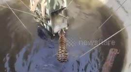 Tiger and wild boar saved in well after chase in India
