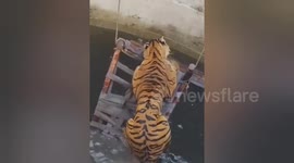 Tiger and wild boar trapped in well after chase rescued in India