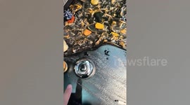 Pet owner trains fish to respond to dinner bell ringing