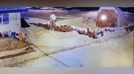 Lone sheepdog fights off pack of wolves circling home