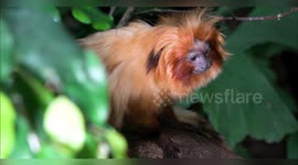 Switzerland: Endangered Marmosets Thrive in New Aviary at Zurich Zoo