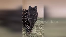 US: Endangered Malayan Tapir Calf Born at Point Defiance Zoo in Rare Event