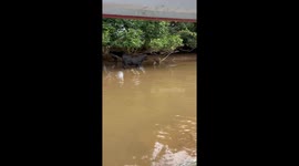 Cow Kisses a Crocodile