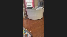 Cat-Powered Spinning Chair