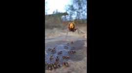 Hornet Hunts Ants